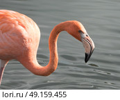 Profile of American Greater Flamingo at Bird Sancturary. Стоковое фото, агентство Ingram Publishing / Фотобанк Лори