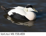 Common eider duck swimming on a lake. Стоковое фото, агентство Ingram Publishing / Фотобанк Лори