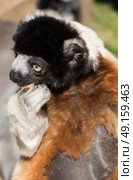 Crowned Sifaka eating a piece of melon fruit. Стоковое фото, агентство Ingram Publishing / Фотобанк Лори