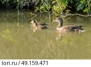 Mother duck with two ducklings on river. Стоковое фото, агентство Ingram Publishing / Фотобанк Лори
