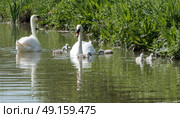 Swans with cygnets swimming on river. Стоковое фото, агентство Ingram Publishing / Фотобанк Лори