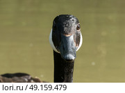 Close up of Canada Goose looking into the camera from the canal. Стоковое фото, агентство Ingram Publishing / Фотобанк Лори