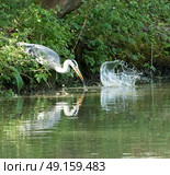The one that got away heron misses fish. Стоковое фото, агентство Ingram Publishing / Фотобанк Лори