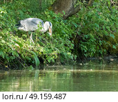 Grey Heron caught a fish on river bank. Стоковое фото, агентство Ingram Publishing / Фотобанк Лори