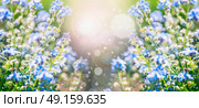 Summer nature background with blue flowers and sun shine with bokeh lighting, banner. Стоковое фото, агентство Ingram Publishing / Фотобанк Лори