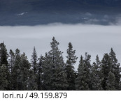 Low angle view of treetops, Highway 16, Yellowhead Highway, Jasper, Jasper National Park, Alberta, Canada. Стоковое фото, агентство Ingram Publishing / Фотобанк Лори