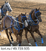 Horses chuckwagon racing at the annual Calgary Stampede, Calgary, Alberta, Canada. Стоковое фото, агентство Ingram Publishing / Фотобанк Лори