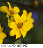 Close-up of Yellow Tickseed flowers, Lake of The Woods, Ontario, Canada. Стоковое фото, агентство Ingram Publishing / Фотобанк Лори