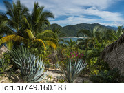 Scenic view of thatched hut at seaside tropical forest, Jalisco, Mexico. Стоковое фото, агентство Ingram Publishing / Фотобанк Лори