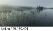 Reeds growing in the lake, Kenora, Lake of The Woods, Ontario, Canada. Стоковое фото, агентство Ingram Publishing / Фотобанк Лори
