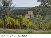 Scenic view of vineyard and house in valley, Radda in Chianti, Tuscany, Italy. Стоковое фото, агентство Ingram Publishing / Фотобанк Лори