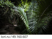 Trees in tropical rainforest, Yelapa, Jalisco, Mexico. Стоковое фото, агентство Ingram Publishing / Фотобанк Лори
