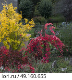 Plants growing in garden, Radda in Chianti, Tuscany, Italy. Стоковое фото, агентство Ingram Publishing / Фотобанк Лори