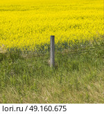 Fence on field of canola, Southern Alberta, Alberta, Canada. Стоковое фото, агентство Ingram Publishing / Фотобанк Лори