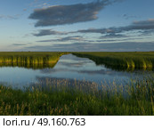 Reeds in the lake, Riverton, Manitoba, Canada. Стоковое фото, агентство Ingram Publishing / Фотобанк Лори