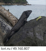 Close-up of lizard on rock, Yelapa, Jalisco, Mexico. Стоковое фото, агентство Ingram Publishing / Фотобанк Лори
