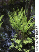 Ferns growing on pond in forest, Saint-Louis-de-Kent, New Brunswick, Canada. Стоковое фото, агентство Ingram Publishing / Фотобанк Лори