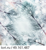 Winter nature background with frame Frozen  Branches of cedars or fir with snow, outdoor. Стоковое фото, агентство Ingram Publishing / Фотобанк Лори