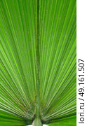 Abstract background close-up of base of palm leaf. Стоковое фото, агентство Ingram Publishing / Фотобанк Лори