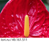 Close-up of Anthurium flower showing detail. Стоковое фото, агентство Ingram Publishing / Фотобанк Лори