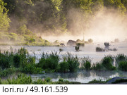 Heron on misty sunny morning on the river. Bird frog pecker wildlife. Foggy River landscape. Стоковое фото, агентство Ingram Publishing / Фотобанк Лори