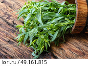 plant of wormwood tarragon. Tarragon herbs in wooden tub on a wooden background. Стоковое фото, агентство Ingram Publishing / Фотобанк Лори