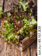Salad leaf. Стоковое фото, агентство Ingram Publishing / Фотобанк Лори