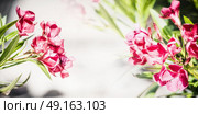 Floral border with lovely red blooming, oleander flowers, banner. Стоковое фото, агентство Ingram Publishing / Фотобанк Лори
