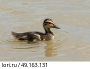 Duckling swimming along river. Стоковое фото, агентство Ingram Publishing / Фотобанк Лори