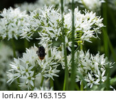 Bee on wild garlic flower in english garden. Стоковое фото, агентство Ingram Publishing / Фотобанк Лори