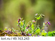Wild flowers macro blossoming on a spring day. Wild flowers close up. Copy space. Wild flowers blossoming on a spring day. close up. Стоковое фото, агентство Ingram Publishing / Фотобанк Лори