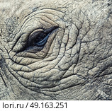 detail of a eye great one-horned rhinoceros.  rhino  eye . Стоковое фото, агентство Ingram Publishing / Фотобанк Лори