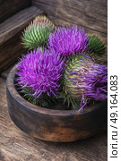 Beautiful milk thistle flower. Silybum marianum.Wild medicinal plant thistle on wooden background. Стоковое фото, агентство Ingram Publishing / Фотобанк Лори