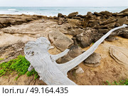 blur  in south africa    branch dead  tree coastline of st lucia and winter season. Стоковое фото, агентство Ingram Publishing / Фотобанк Лори