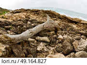 blur  in south africa    branch dead  tree coastline of st lucia and winter season. Стоковое фото, агентство Ingram Publishing / Фотобанк Лори