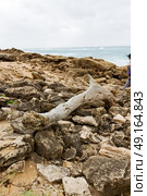 blur  in south africa    branch dead  tree coastline of st lucia and winter season. Стоковое фото, агентство Ingram Publishing / Фотобанк Лори