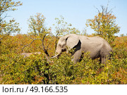 blur in south africa   kruger  wildlife  nature  reserve and  wild elephant. Стоковое фото, агентство Ingram Publishing / Фотобанк Лори