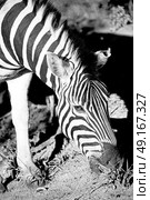 blur in south africa   mlilwane wildlife  nature  reserve and wild zebra. Стоковое фото, агентство Ingram Publishing / Фотобанк Лори