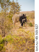 blur in south africa   kruger  wildlife  nature  reserve and  wild elephant. Стоковое фото, агентство Ingram Publishing / Фотобанк Лори