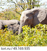 blur in south africa   kruger  wildlife  nature  reserve and  wild elephant. Стоковое фото, агентство Ingram Publishing / Фотобанк Лори