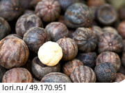 in iran blur  typical dry lemon in abstract pattern background flavor and aroma. Стоковое фото, агентство Ingram Publishing / Фотобанк Лори