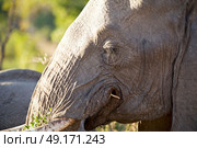 blur in south africa   kruger  wildlife  nature  reserve and  wild elephant. Стоковое фото, агентство Ingram Publishing / Фотобанк Лори