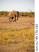 blur in south africa   kruger  wildlife  nature  reserve and  wild elephant. Стоковое фото, агентство Ingram Publishing / Фотобанк Лори