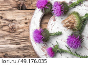 milk thistle flower. Silybum marianum.Wild medicinal plant thistle on retro wooden background. Стоковое фото, агентство Ingram Publishing / Фотобанк Лори
