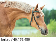 portrait of sportive chestnut  mare. summer. Стоковое фото, агентство Ingram Publishing / Фотобанк Лори