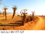 blur in swaziland   mlilwane wildlife  nature  reserve mountain and tree. Стоковое фото, агентство Ingram Publishing / Фотобанк Лори