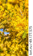 in south africa  wildlife  mimosa  plant and tree in the national park. Стоковое фото, агентство Ingram Publishing / Фотобанк Лори