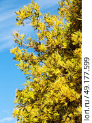 in south africa  wildlife  mimosa  plant and tree in the national park. Стоковое фото, агентство Ingram Publishing / Фотобанк Лори
