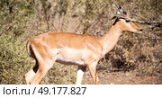 in kruger parck south africa wild impala in the winter bush. Стоковое фото, агентство Ingram Publishing / Фотобанк Лори