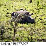 blur in south africa   kruger  wildlife    nature  reserve and  wild rhinoceros. Стоковое фото, агентство Ingram Publishing / Фотобанк Лори